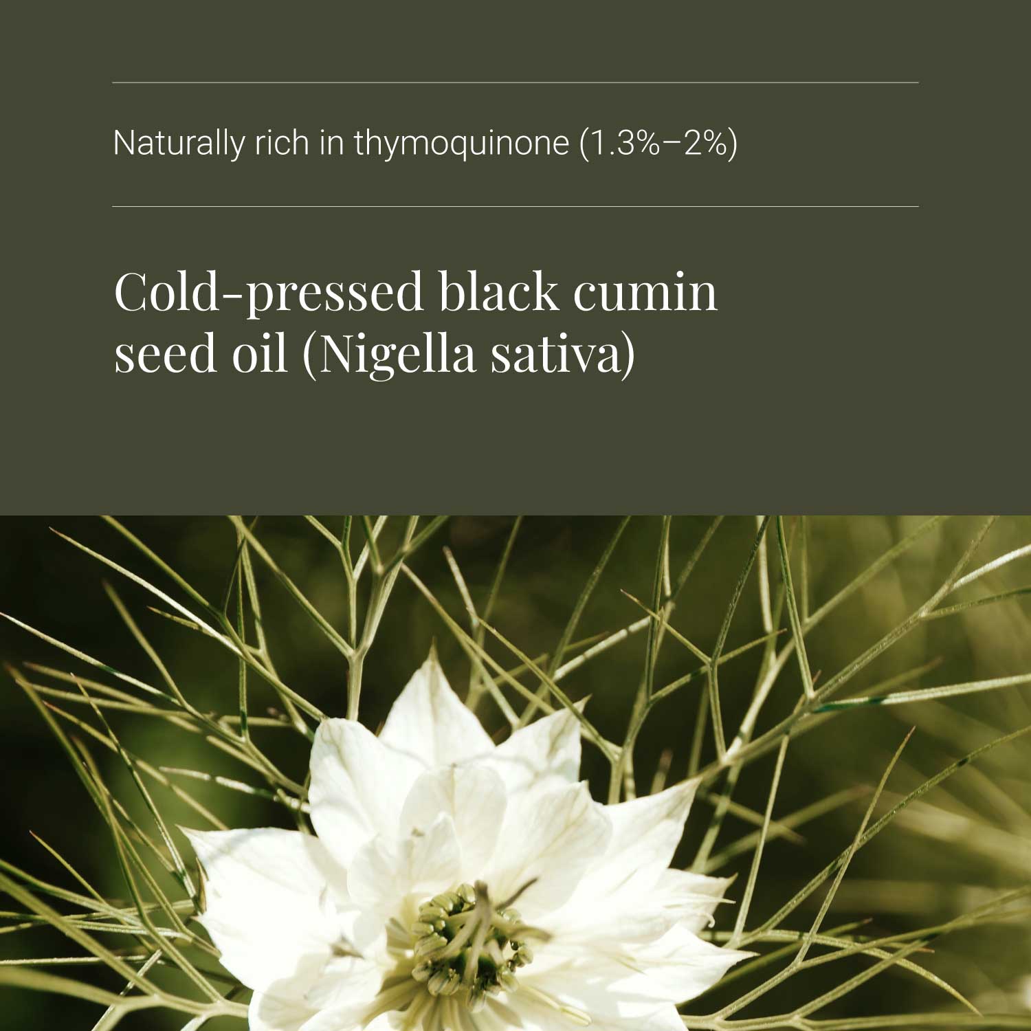 Black Seed Oil - ingredients